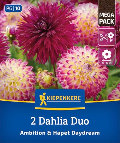 kiepenkerl-dahlien-duo-ambition-hapet-daydream-dahlienknollen-violettrot-pink image 7