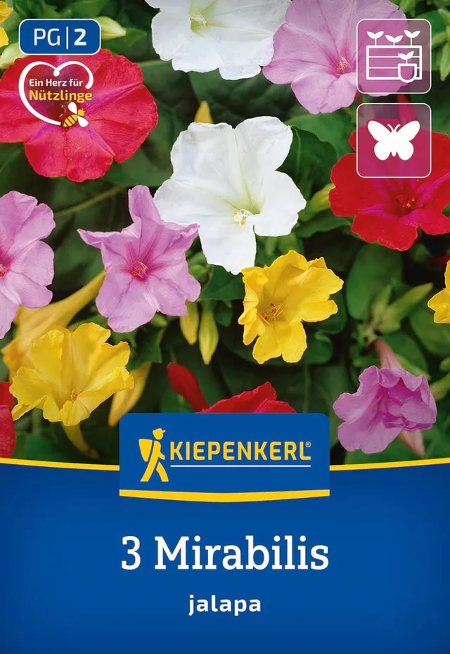 kiepenkerl-wunderblume-mirabilis-blumenzwiebeln-mehrj-hrig-abendbl-her image 1