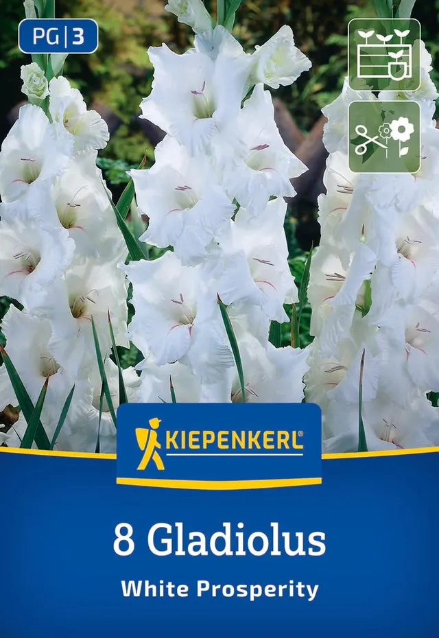 kiepenkerl-gro-blumige-gladiole-white-prosperity-wei-e-gladiolenzwiebeln-mit-lil image 1
