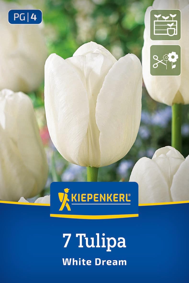 kiepenkerl-triumph-tulpe-white-dream-blumenzwiebeln-wei-45-cm-april-mai image 1