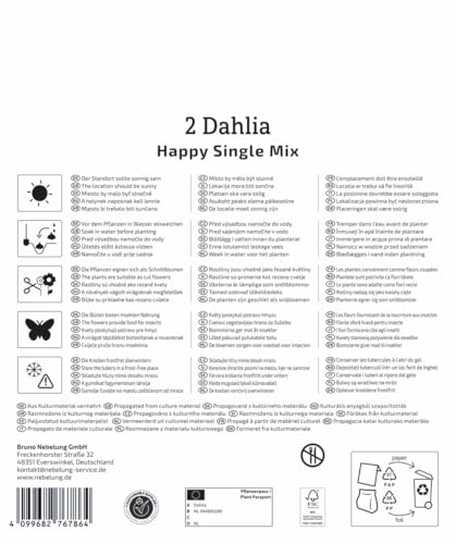 kiepenkerl-dahlien-happy-single-mix-dunkellaubig-mega-pack-blumenzwiebeln image 8