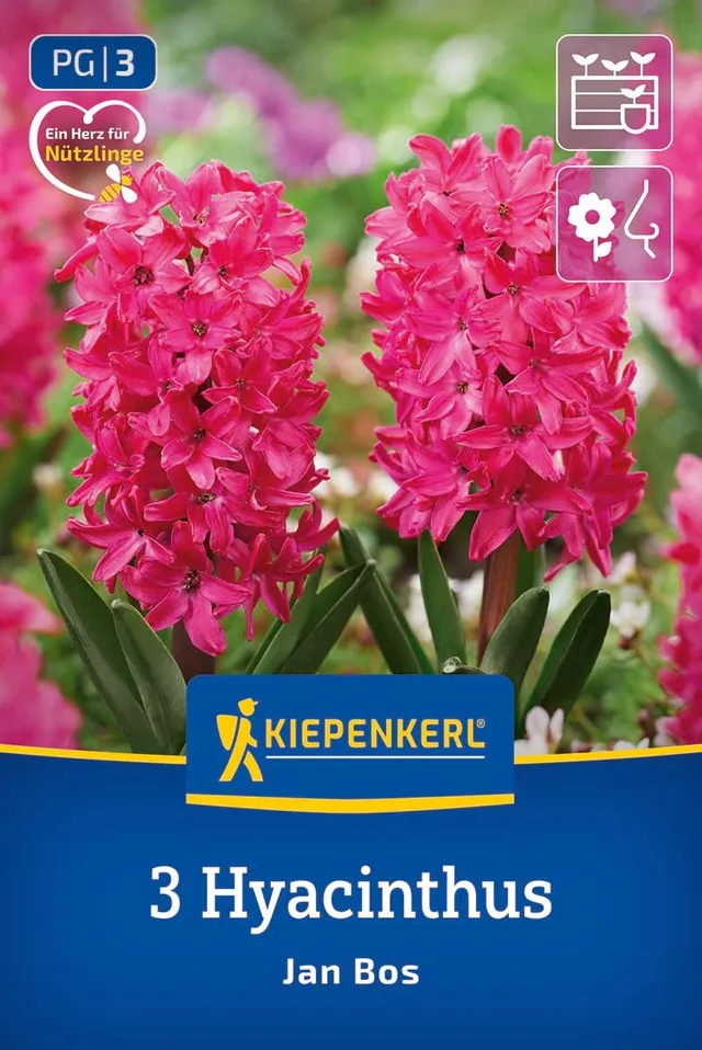 kiepenkerl-hyazinthe-jan-bos-2600006-blumenzwiebeln image 1