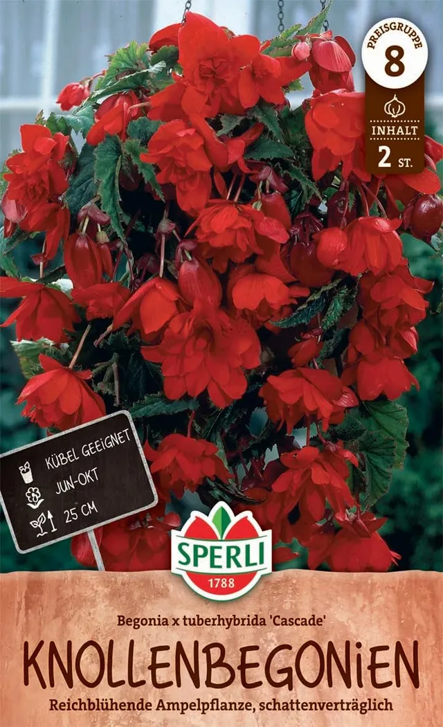 sperli-knollenbegonie-cascade-rot-260328-blumenzwiebeln image 1