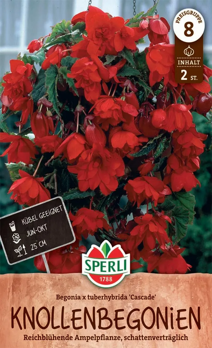 sperli-knollenbegonie-cascade-rot-260328-blumenzwiebeln image 1