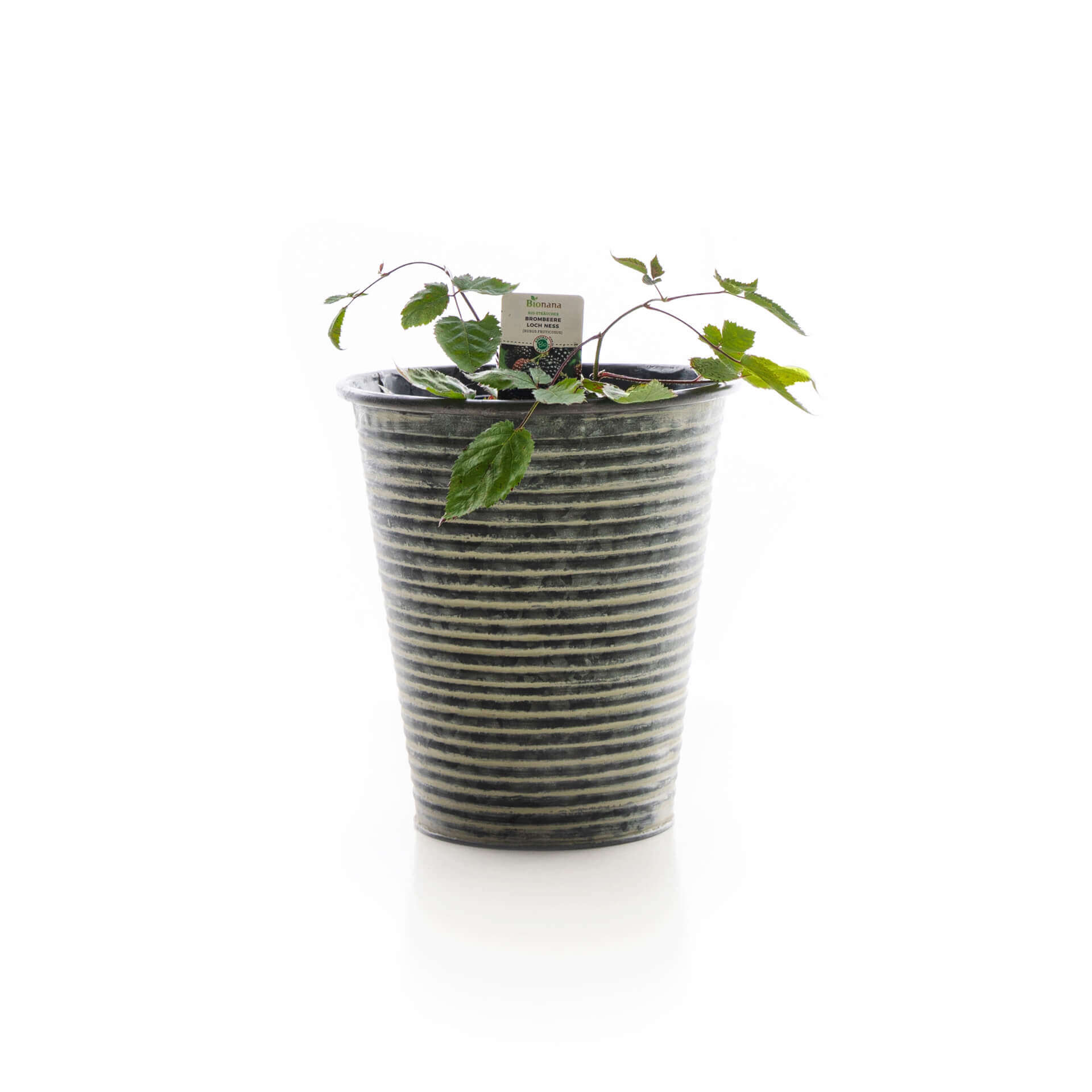 samen-maier-bio-brombeere-loch-ness-stachellose-brombeer-pflanze image 2