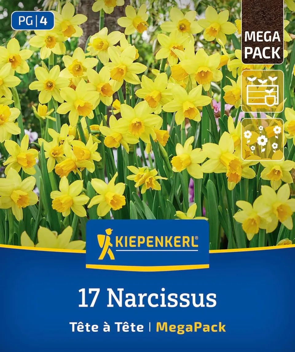 kiepenkerl-mega-pack-alpenveilchen-narzisse-t-te-t-te-2875020-blumenzwiebeln image 1
