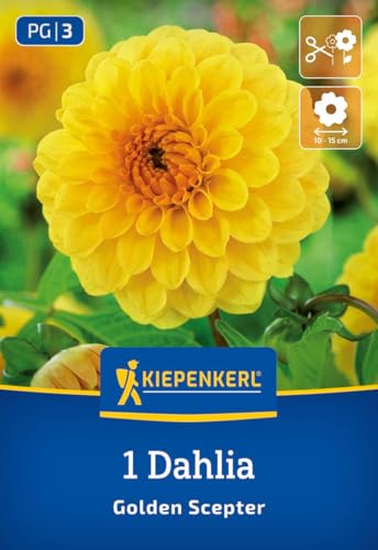 kiepenkerl-pompon-dahlie-golden-scepter-3000045-goldgelb-90-cm image 7