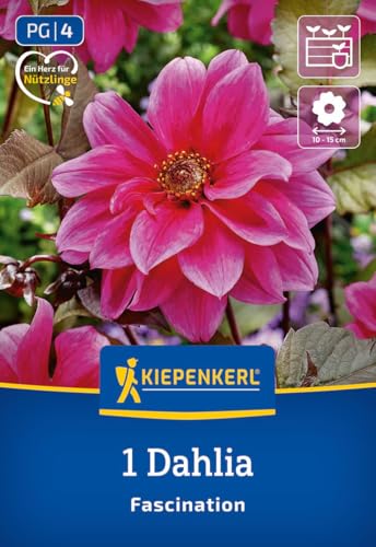 kiepenkerl-beetdahlie-fascination-3000068-dunkellaubige-dahlienknolle-pink-lila- image 7