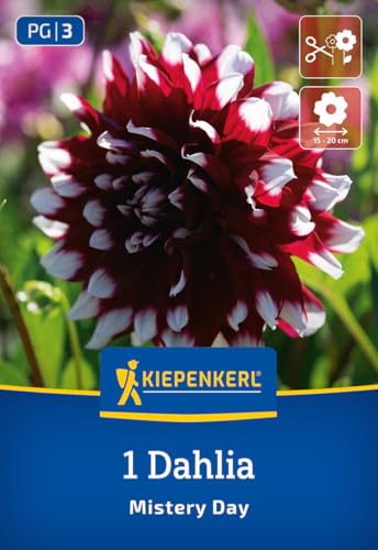 kiepenkerl-dekorative-dahlie-mystery-day-blumenzwiebeln image 7
