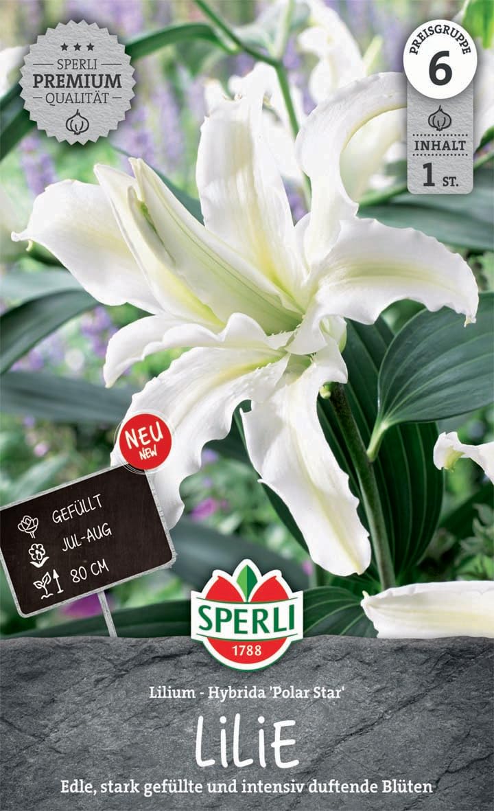 sperli-lilie-polar-star-263398-lilienzwiebeln-schneewei-gef-llt image 1