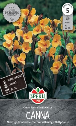 sperli-blumenrohr-louis-cottin-niedrige-canna-dunkellaubig-apricot image 3
