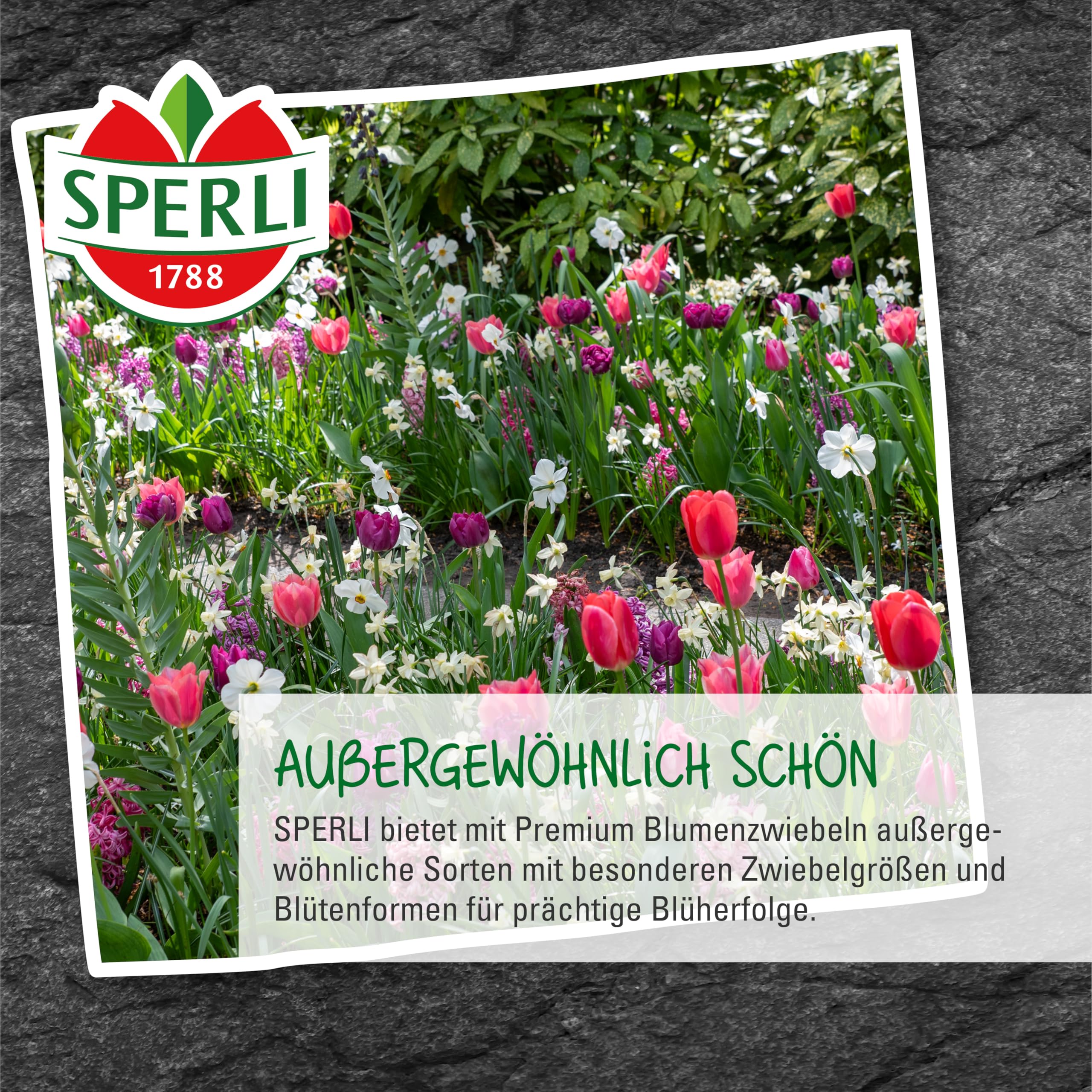sperli-gefranste-tulpe-purple-circus-blumenzwiebeln-pink-wei-50-cm-mai-bl-te image 3
