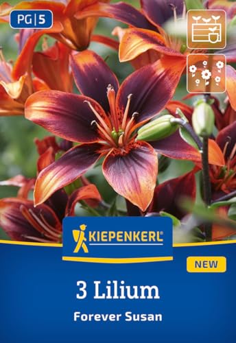 kiepenkerl-asiatische-lilie-forever-susan-blumenzwiebeln-apricot-60-80-cm image 7