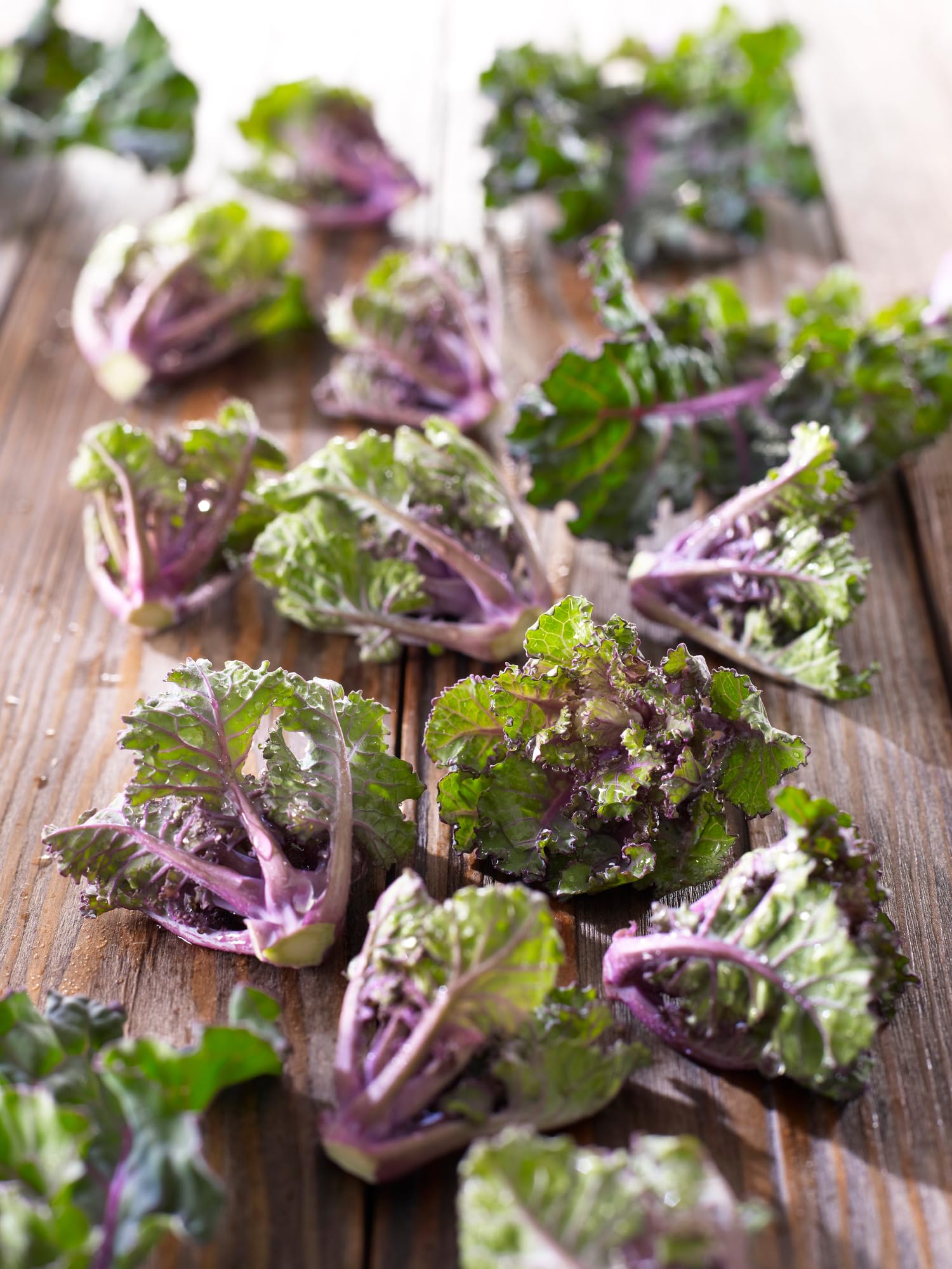 sperli-flower-sprouts-autumn-star-f1-rosenkohlsamen-81180 image 3