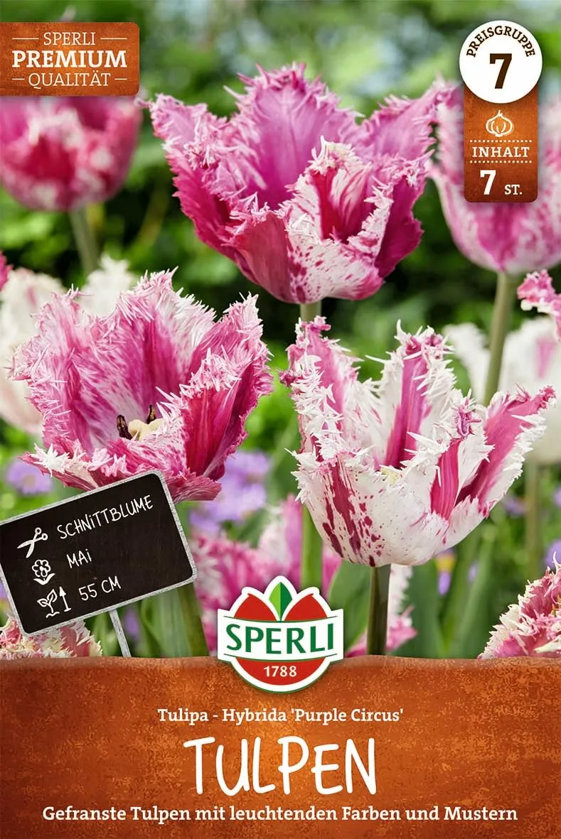 sperli-gefranste-tulpe-purple-circus-blumenzwiebeln-pink-wei-50-cm-mai-bl-te image 1