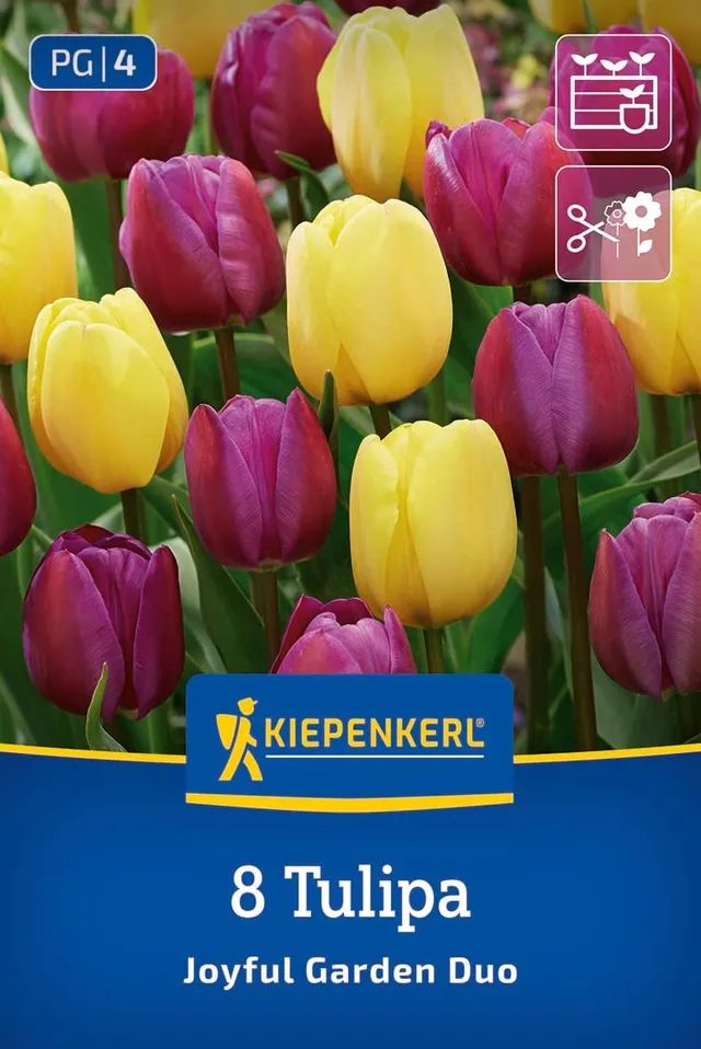 kiepenkerl-tulpenmischung-joyful-garden-2775033-gelb-lila-40-50-cm image 1