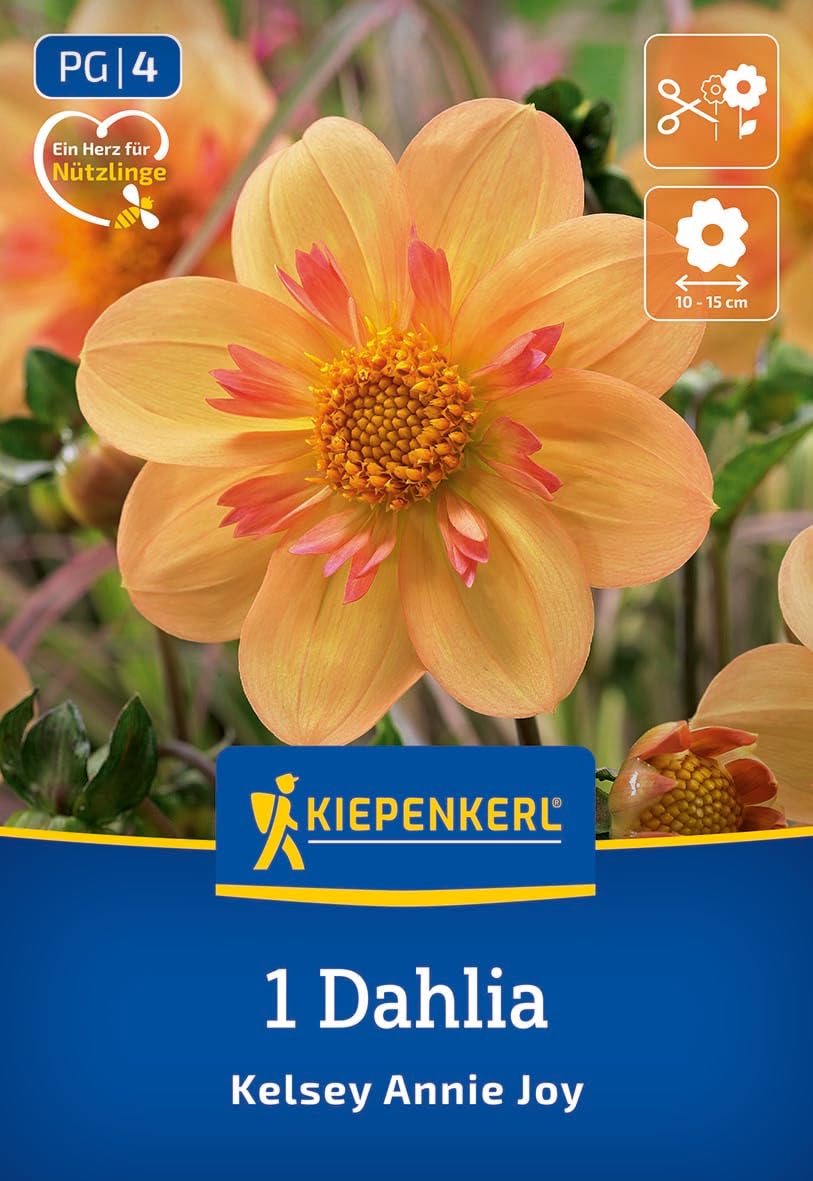 kiepenkerl-halskrausen-dahlie-kelsey-annie-joy-blumenzwiebeln image 1