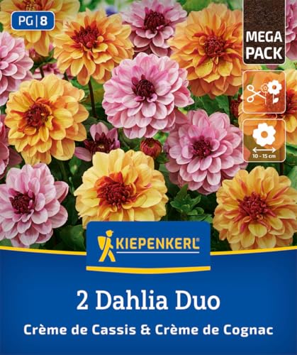 kiepenkerl-dahlien-duo-cr-me-de-cassis-cognac-3825013-blumenzwiebeln image 7