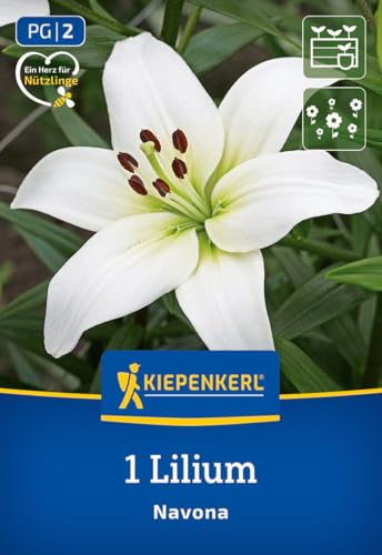 kiepenkerl-asiatische-lilie-navona-blumenzwiebeln-90-cm image 7