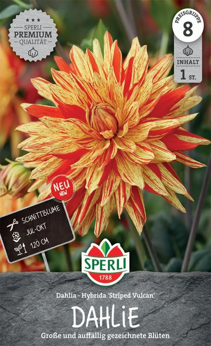 sperli-dekorative-dahlie-striped-vulkan-gelb-rot-120-cm-1-pflanze image 1