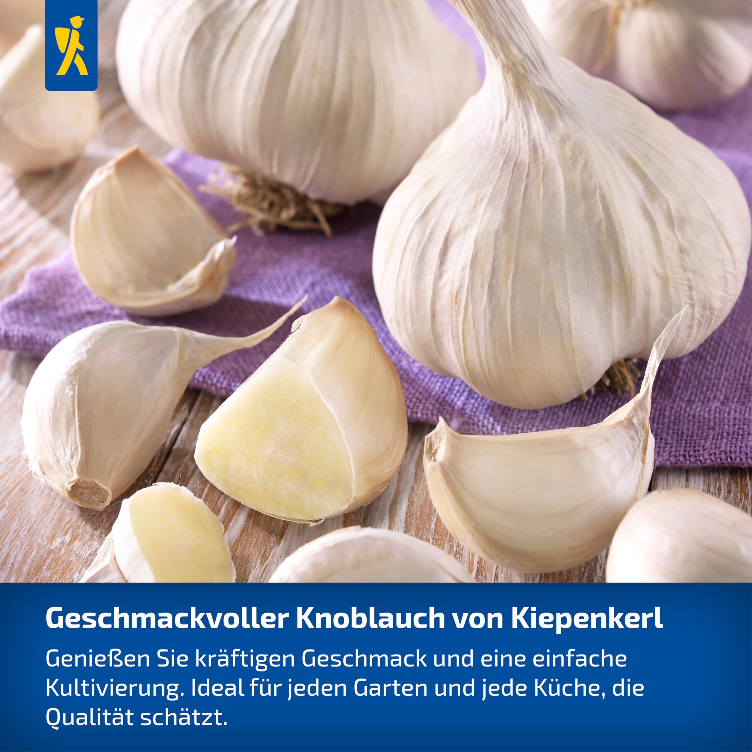 kiepenkerl-profi-line-winterknoblauch-messidrome-pflanzknoblauch-f-r-beet image 5
