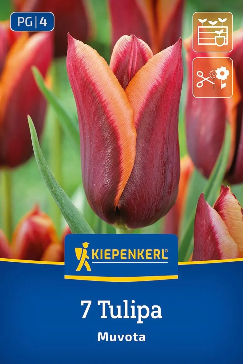 kiepenkerl-triumph-tulpe-muvota-blumenzwiebeln-purpurviolett-rosa-orange image 1