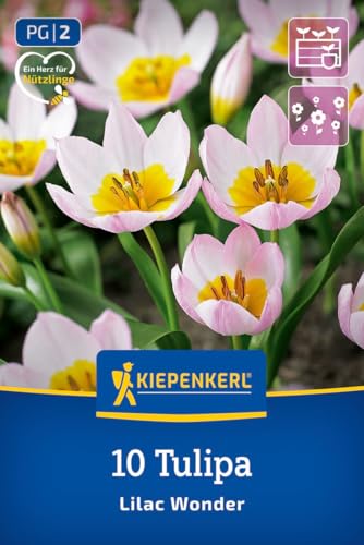 kiepenkerl-wildtulpe-lilac-wonder-blumenzwiebeln-lilarosa-gelb-15-cm-verwildernd image 8