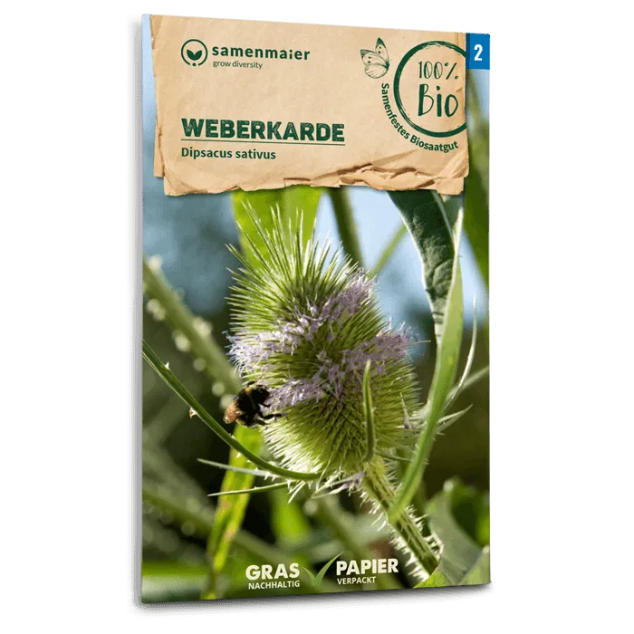 samen-maier-bio-weberkarde-saatgut-zweij-hrige-staude image 1