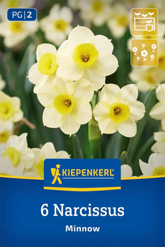 kiepenkerl-tazetten-narzisse-minnow-blumenzwiebeln image 1
