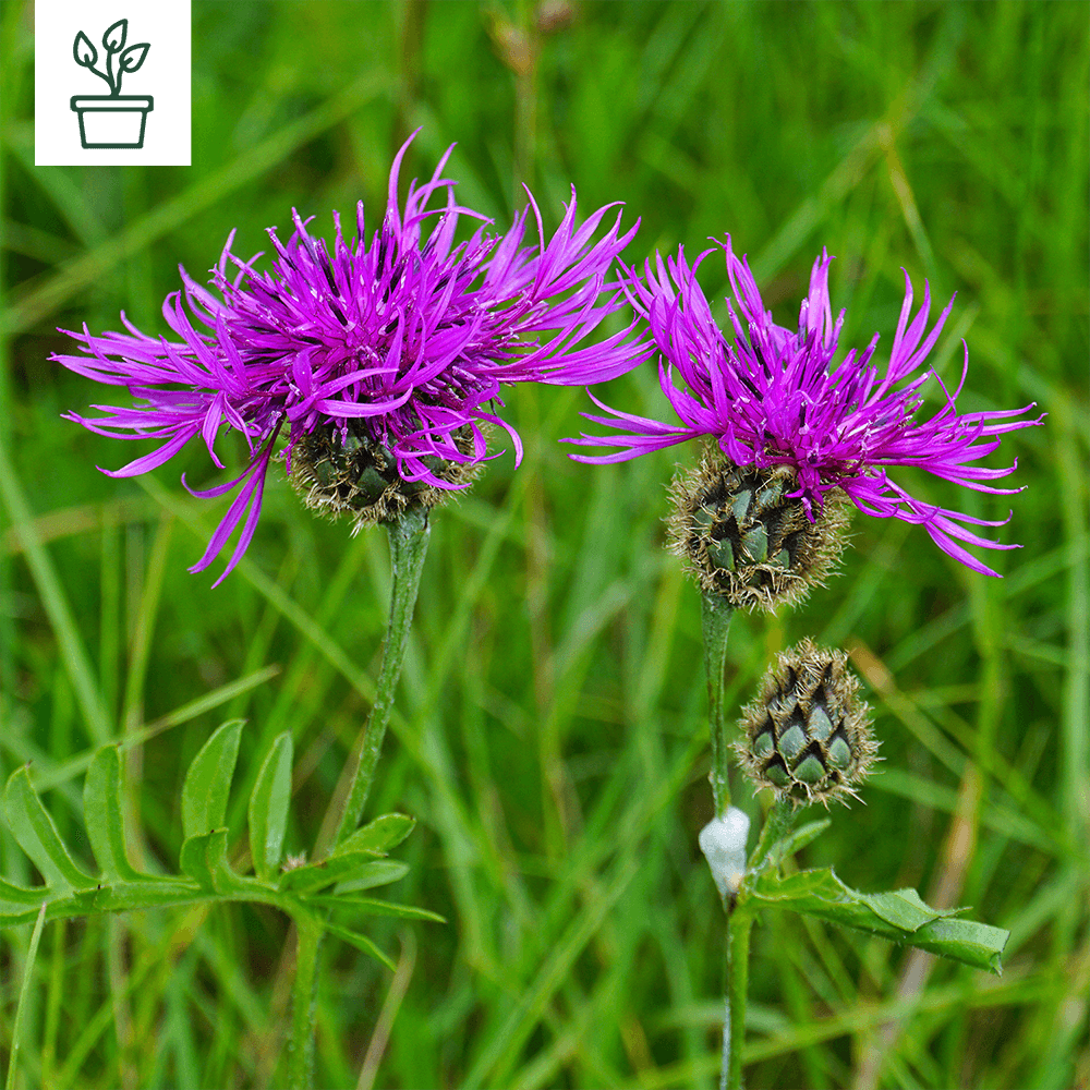 samen-maier-bio-skabiosen-flockenblume-im-topf-wildblume image 1
