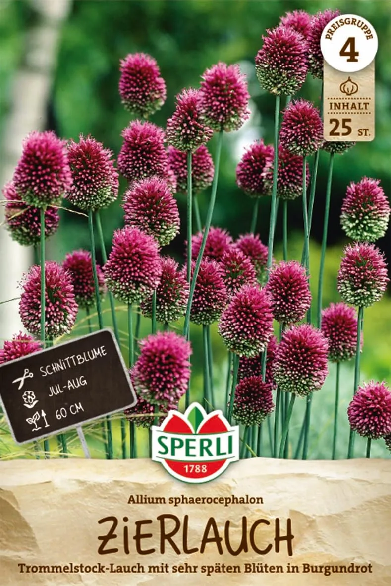 sperli-zierlauch-sphaerocephalon-blumenzwiebeln-purpur-kugelbl-te-60-cm-ab-juli image 1