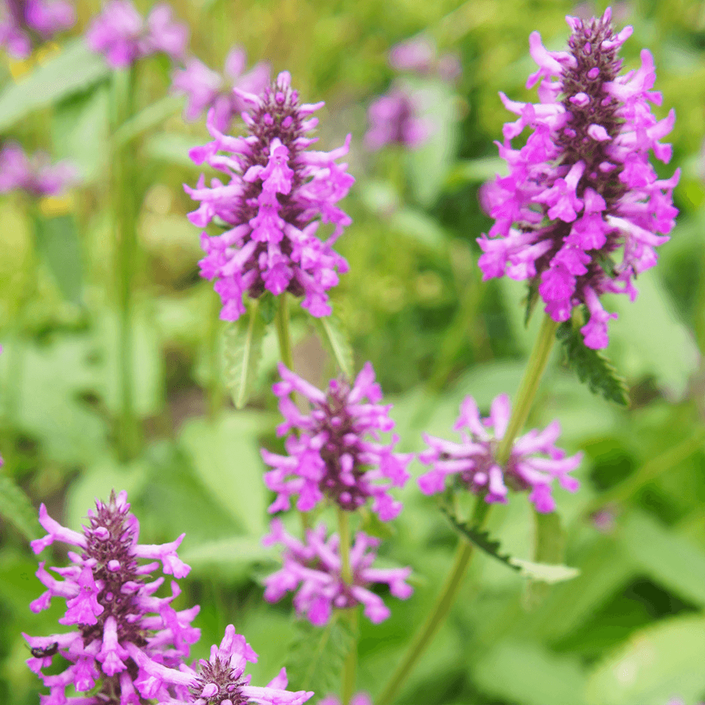 samen-maier-bio-dichtbl-tiger-ziest-betonica-officinalis-wildblumenstaude-im-top image 2