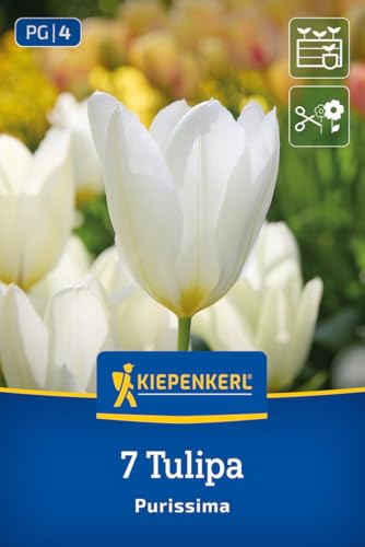 kiepenkerl-fosteriana-tulpe-purissima-blumenzwiebeln-wei-e-tulpe-mit-cremefarben image 8
