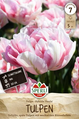 sperli-gef-llte-sp-te-tulpe-finola-blumenzwiebeln-wei-rosa-rot-50-cm-mai image 7
