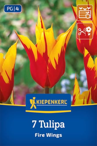 kiepenkerl-lilienbl-tige-tulpe-fire-wings-2000036-blumenzwiebeln image 7
