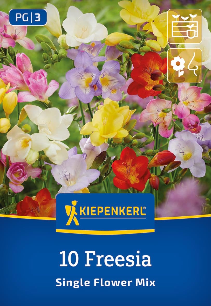 kiepenkerl-freesien-mischung-blumenzwiebeln-ungefullt-bunt-f-r-k-bel image 1