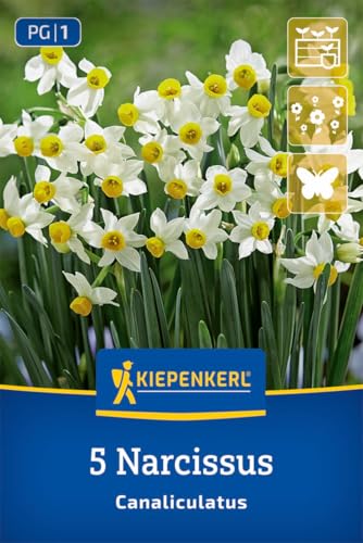 kiepenkerl-miniatur-tazetten-narzisse-canaliculatus-blumenzwiebeln image 3