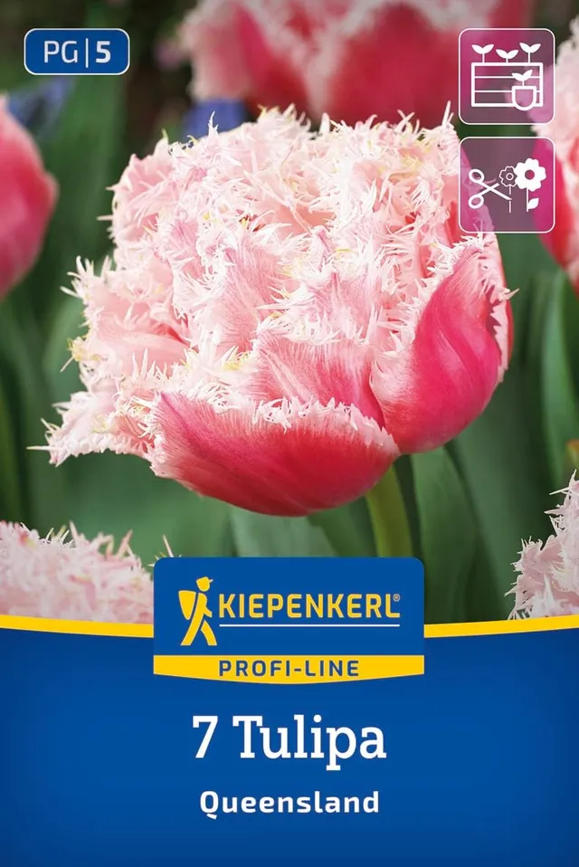kiepenkerl-gefranste-gef-llte-tulpe-queensland-2000032-blumenzwiebeln image 1