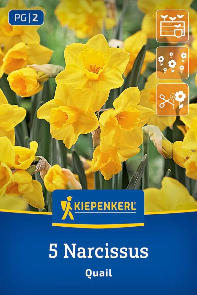 kiepenkerl-jonquilla-narzisse-quail-blumenzwiebeln-duftende-gelbe-narzisse-mehrj image 1