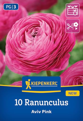 kiepenkerl-ranunkeln-aviv-pink-blumenzwiebeln-rosa-30-40-cm-7-9-cm-bl-te image 7
