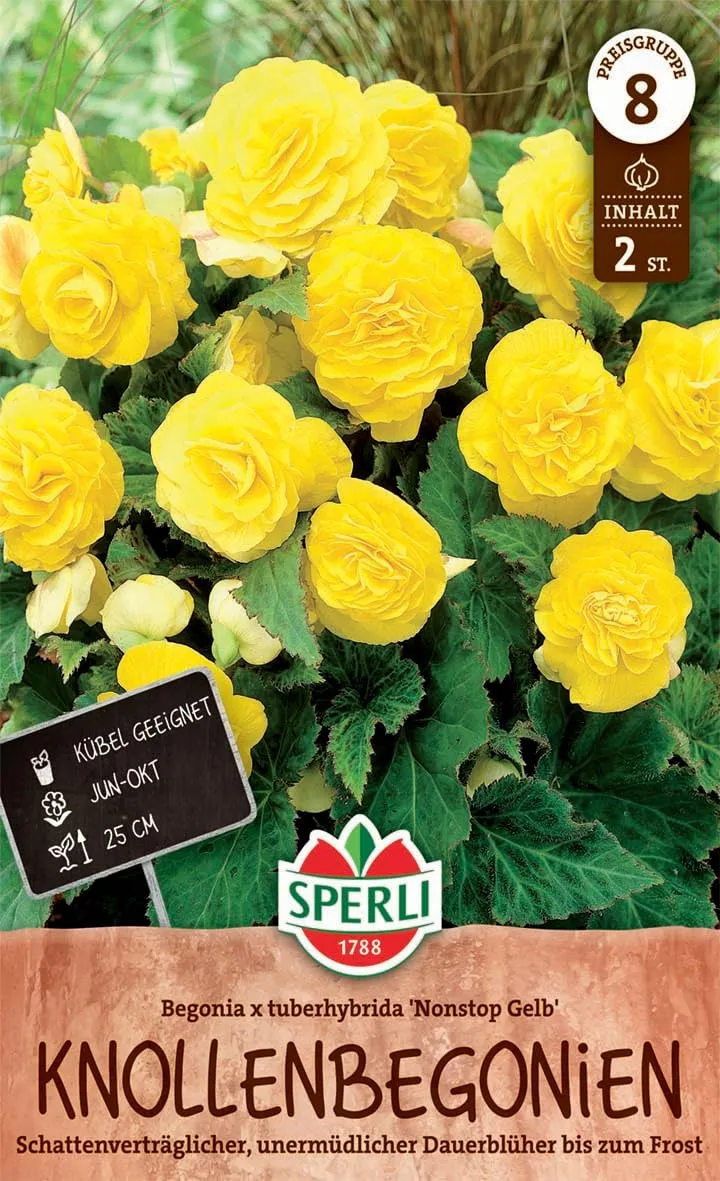 sperli-begonie-non-stop-gelb-blumenzwiebeln-dauerbl-her-25-cm-schatten image 1