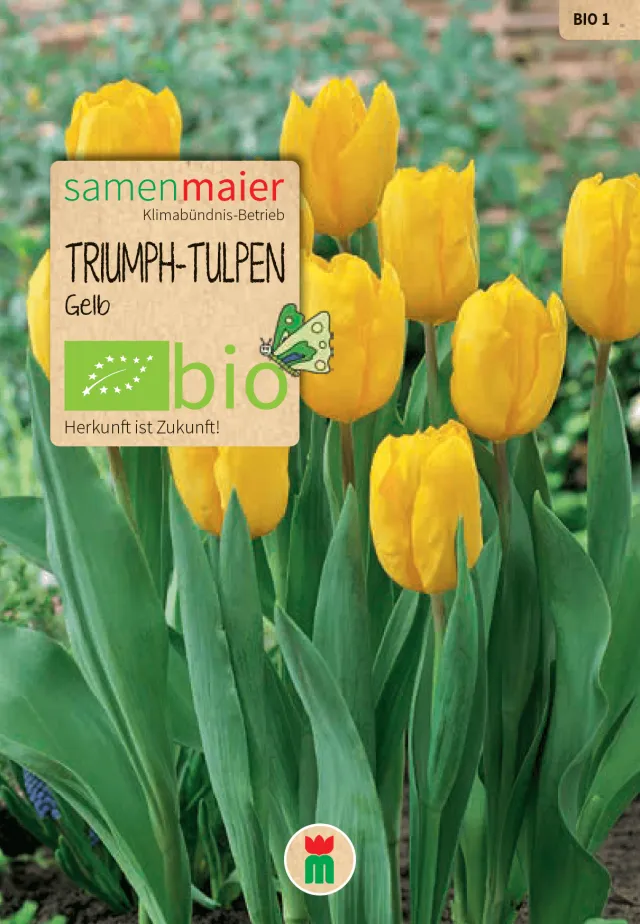 samen-maier-bio-triumph-tulpen-gelb-blumenzwiebeln image 1