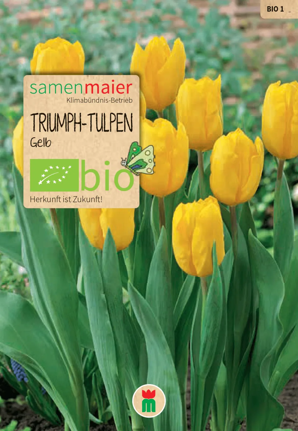 samen-maier-bio-triumph-tulpen-gelb-blumenzwiebeln image 1