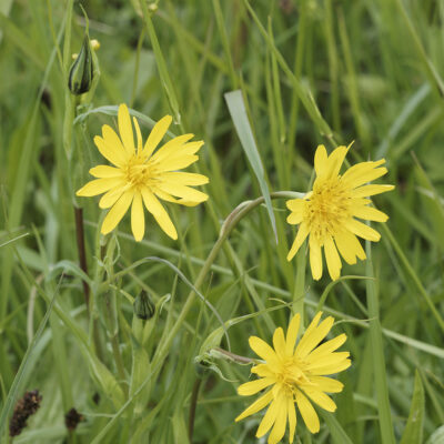 samen-maier-bio-gro-er-wiesen-bocksbart-tragopogon-orientalis-im-topf image 3