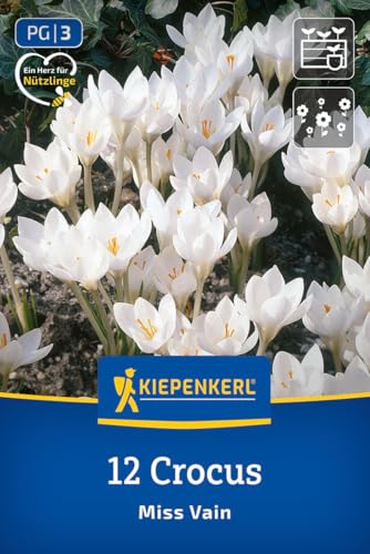 kiepenkerl-botanischer-krokus-miss-vain-blumenzwiebeln-wei-8-cm image 8