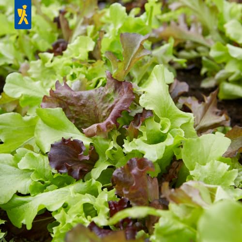 kiepenkerl-babyleaf-salatsamen-vital-mischung-15x150-cm image 8