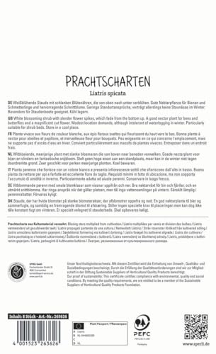 sperli-prachtscharte-wei-263626-winterharte-blumenzwiebeln-f-r-staudenbeet image 4