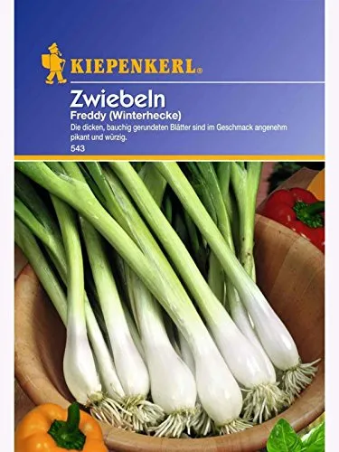 kiepenkerl-winterheckenzwiebel-freddy-ewige-zwiebel-samen image 1