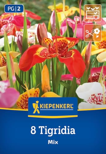 kiepenkerl-tigerblume-mischung-3675019-blumenzwiebeln-bunt image 7