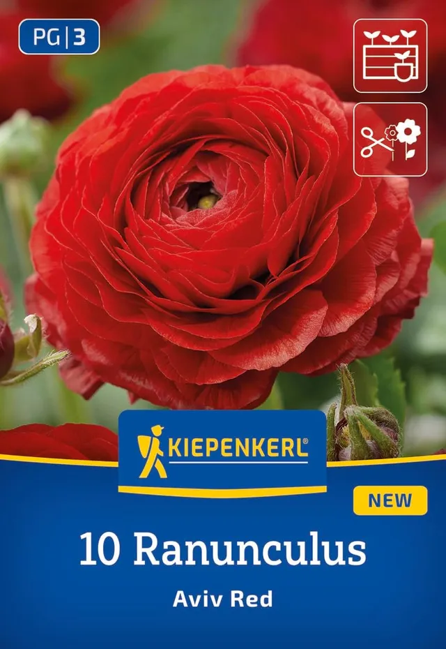 kiepenkerl-ranunkeln-aviv-rot-blumenzwiebeln-gef-llt-7-cm-40-cm image 1
